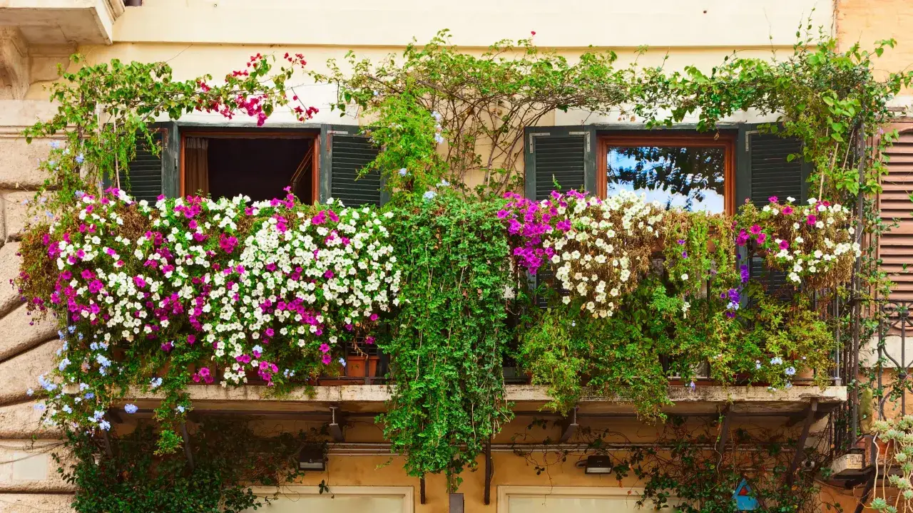 pnącza na balkon słoneczny